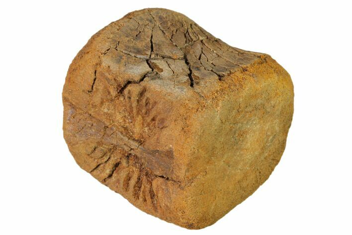 Fossil Hadrosaur Caudal Vertebra - Judith River Formation #159699